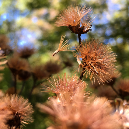 Digging Deeper: Beyond Natives—Using Local Ecotypes - Members